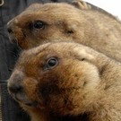  Львовские сурки спрогнозировали весну через три недели