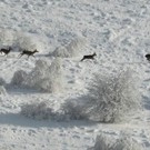  Убийство оленей в дельте Днепра