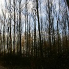  Гнетически модифицированные деревья растут быстрее