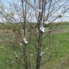  Российские ученые вывели быстрорастущие деревья