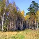  Проблема лесов Подмосковья
