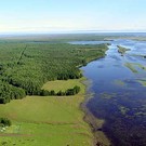  Леса Югры: должники, итоги, перспективы