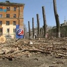  Городские службы приступают к кронированию и спиливанию тополей
