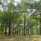  Лісів стане більше