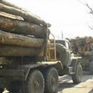  Торік на Закарпатті виробництво продукції лісового господарства становило 165339,9 тис. грн.