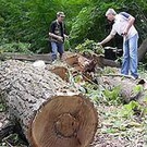  В Киеве запретят вырубать деревья