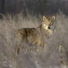  Перепись животных в чернобыльской зоне показала: они там счастливы (Беларусь)