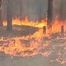  Почти 500 гектаров леса Дальнего Востока уничтожено огнем