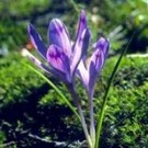  Закарпатські біологи занепокоєні збереженням біорізноманіття Карпат