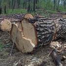  Очередная незаконная вырубка леса. Под Киевом...