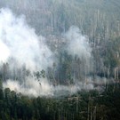  По данным МЧС в Российской Федерации зарегистрировано 299 очагов природных пожаров
