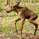 Принц лауцесского леса