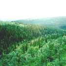  Ведутся переговоры по сохранению малонарушенных лесов