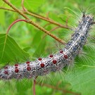  Мощная вспышка численности непарного шелкопряда в Краснодарском крае и Волгоградской области, Россия
