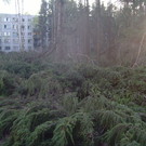  Сыктывкар лишают легких