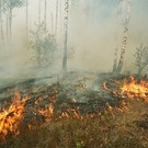  Палы травы – главная причина лесных пожаров