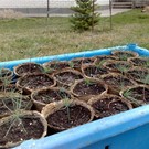 21 мая в Латвии проходит Вселатвийский день посева деревьев