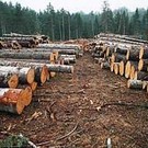 Фото: tzholz.com.ua
Ежегодно в России незаконно вырубается от 10 до 35 млн кубометров леса Щепки от леса