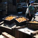  Лисички открыли сезон «тихой охоты»