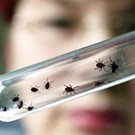  Коми заражена энцефалитными членистоногими