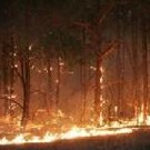  Януковича попросят найти средства на Ялтинский заповедник