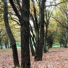  Дубовая роща в Херсоне будет вырублена