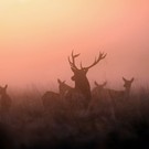  В Беларуси на деградированных землях будут выращивать... оленей!