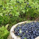  Лесной бизнес. Выход из тени. Теперь даром из леса не вынесешь ни щепки