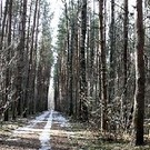  Сезонные лесопосадки дали временную работу 1000 человек (Эстония)