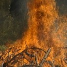  Лесные хозяйства Донбасса страдают от ливней и пожаров