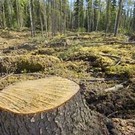 Европу захлестнул поток нелегальной древесины