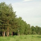  Ліс – багатство дивовижне