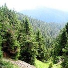  На Закарпатті вперше в Україні застосували кластерне ведення лісогосподарства