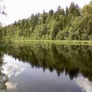  Эстония может остаться без леса