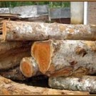  Русский лес в обмен на газ