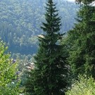  М. Вышиванюк: Наша задача в том, чтобы Карпаты были вечнозелеными