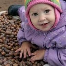  Об акции Гринпис "Миллион желудей"