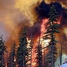  Лесной кодекс выжженной земли