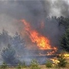  Лесники Днепропетровской области подвели итог горячего года