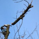  Если лес вырубили, то это всего лишь санитарная зачистка?