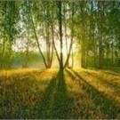  Проблемы с лесом - из-за отстутствия лесной политики