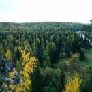  На льготных условиях лес в Иркутской области получают 257 хозяйств