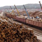  WWF подготовил рекомендации по предотвращению экспорта нелегальной древесины из России в Китай и направил их в органы власти