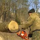  В Приморье незаконно вырубили лес на 350 миллионов рублей