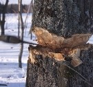  WWF: необходимо создать единую межведомственную базу о заготовке и обороте древесины