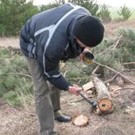  В Крыму началась предновогодняя заготовка и охрана елок