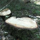  Экологи и чиновники обсудили борьбу с "черными лесорубами"
