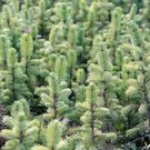  Из лесов воруют сотни елок, но их можно рубить и законно