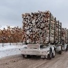  Экспорт продукции лесной отрасли вырос на 47,2%