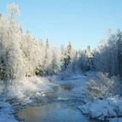  Кто останется хранителем леса?